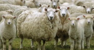 Those sheep had it coming…